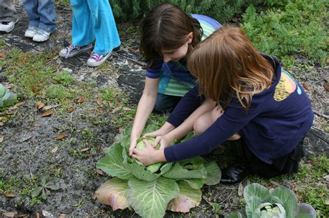 How to Grow Cabbage - An Easy Guide for Gardening Beginners