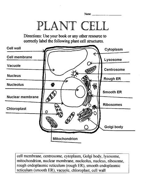 Plant Cell Labeled Worksheets