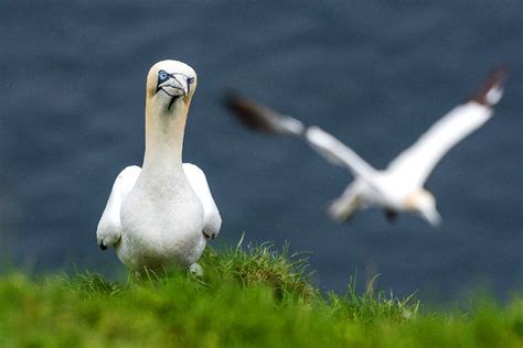 Birds - Faroe Islands