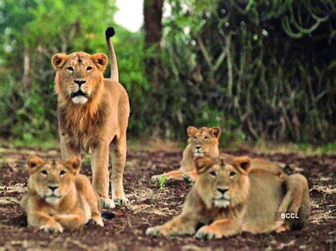 Gir forest - Good news about Gir lions | The Economic Times