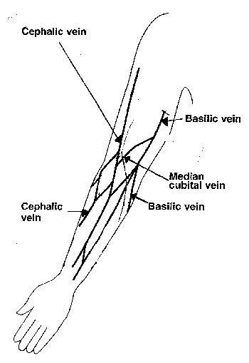 Venipuncture Sites Diagram - Wiring Diagram Pictures