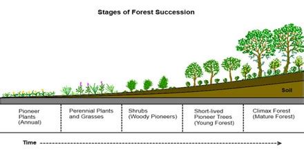 Define Plant Succession? Describe the steps of Plant Succession - QS Study