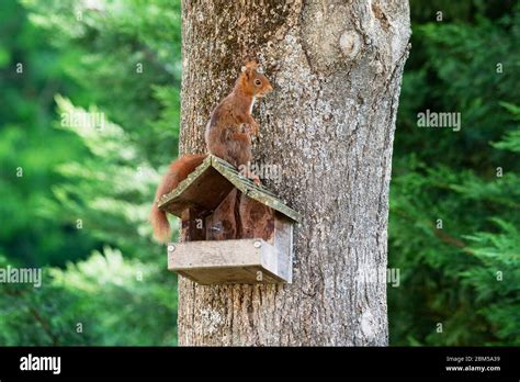 Squirrel on a tree with wood house Stock Photo - Alamy