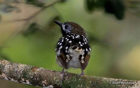 Dot-backed Antbird (Hylophylax punctulatus) - Peru Aves