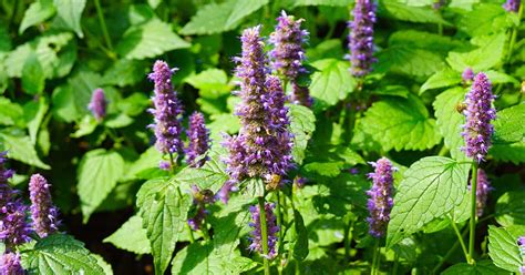 How to Grow and Care for Lavender Mint | luv2garden.com