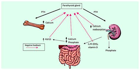 Parathyroid Hormone - Types of Parathyroid Hormone and its Levels