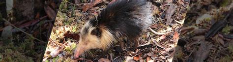 Cuban Solenodon Conservation | Zoo New England