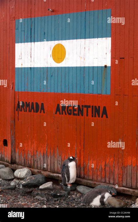 Gentoo Penguins huddle outside an abandoned Argentinian base on Petermann Island, Antarctica ...