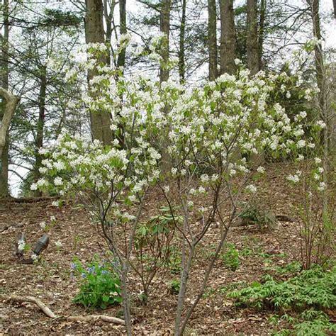 Amelanchier - Autumn Brilliance Apple Serviceberry - Sugar Creek Gardens