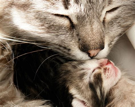 A Mother Cat Kissing One Of Her Kittens - Cats Photo (36063584) - Fanpop