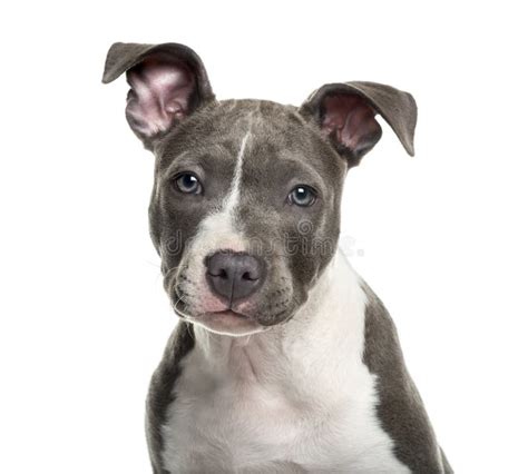 American Staff puppy stock photo. Image of animal, grey - 60162418