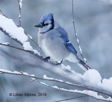 STOKES BIRDING BLOG: Blue Jay and Cardinal Beautiful!