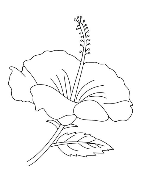 Hibiscus Flowers Drawing at GetDrawings | Free download