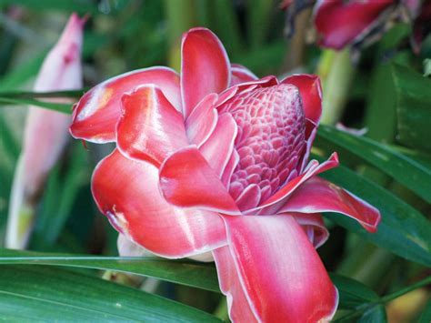 Tropical Plants at the Hawaii Tropical Botanical Garden | HGTV