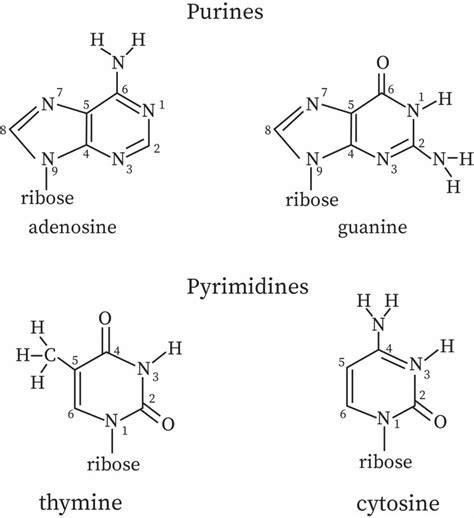 Cytosine Lewis Structure | My XXX Hot Girl