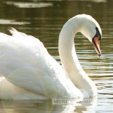 Murray McMurray Hatchery - White Mute Swans