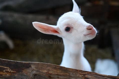 A White Baby Goat. Beautiful Cute Baby Goat Kid Stock Photo - Image of baby, group: 149774622