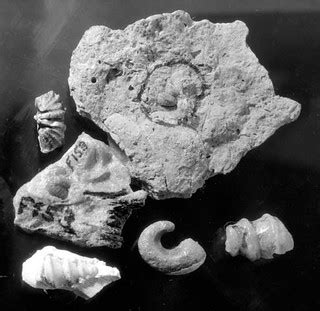 05897 Grand Canyon Fossils | Fossils of misc. Gastropods, sp… | Flickr