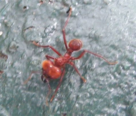 Giant Leafcutter Ant - DSCF5124c | Giant red ant with huge e… | Flickr