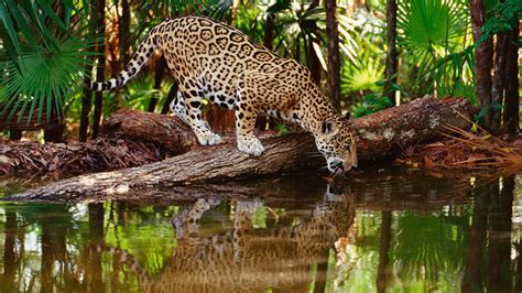 Leopard Wallpapers HD Free Download