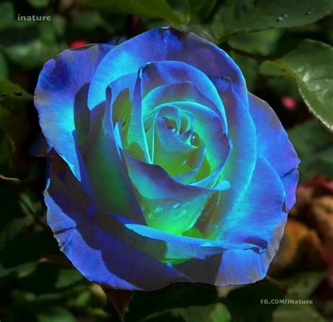 Prachtige blauwe roos... | Blauwe roos, Rose, Bloemen