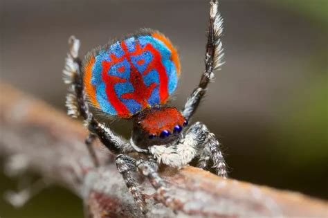 New spiders found in Australia including one the size of a dinner plate ...