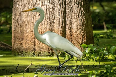 Lake Martin Louisiana Swamp 20180523-IMG_8361.jpg | Greg Disch Photography