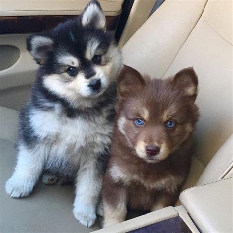 Pomsky (Husky & Pomeranian Mix)