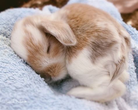 Baby bunny | Cute baby animals, Cute baby bunnies, Baby animals
