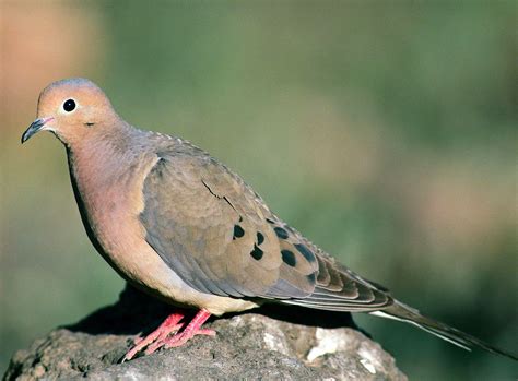 Bird Sounds and Songs of the Mourning Dove | The Old Farmer's Almanac