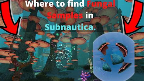 Where to find Fungal Samples in Subnautica. - YouTube