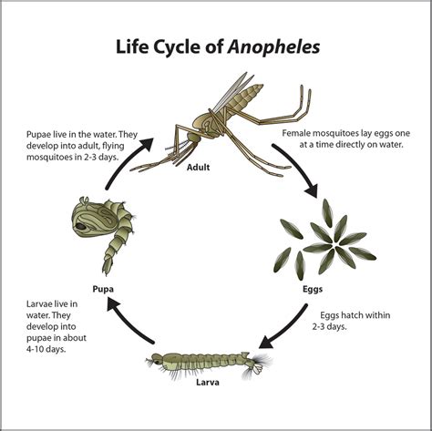 Life Cycle of Anopheles Mosquitoes | Mosquitoes | CDC