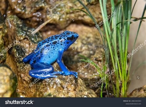 1,172 Dendrobates Tinctorius Images, Stock Photos & Vectors | Shutterstock