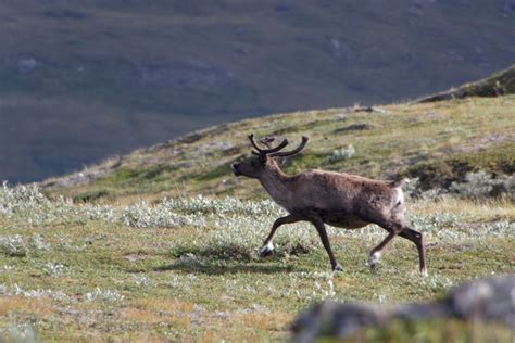 Sarek National Park (Official GANP Park Page)