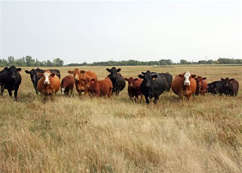 Simmental Bulls — Mar Mac Farms