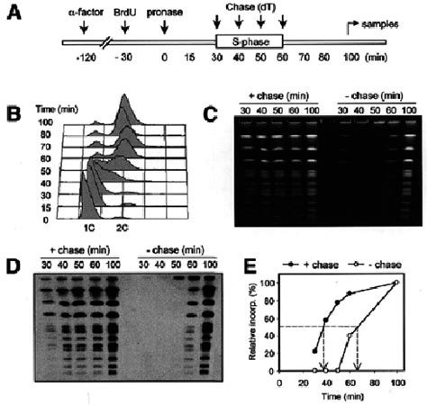 Pulse–chase incorporation of BrdU during S phase. (A) TK + cells ...