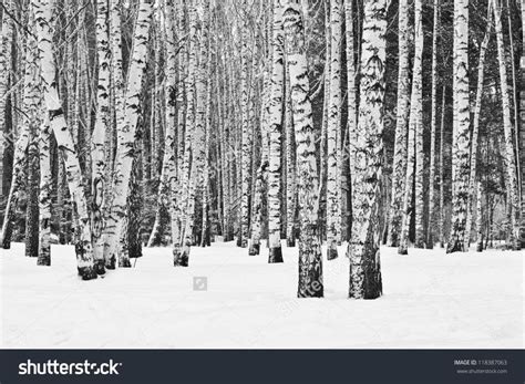 Birch Forest In Winter In Black And White Stock Photo 118387063 ... | Birch tree wallpaper, Tree ...