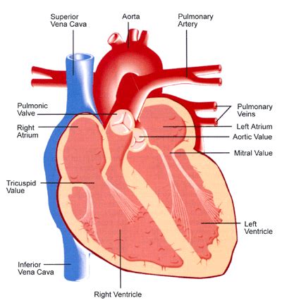 Vena cava, inferior. Causes, symptoms, treatment Vena cava, inferior