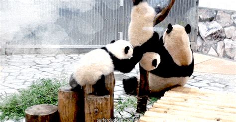 Panda Falling GIFs - Find & Share on GIPHY