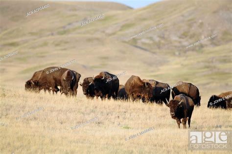 A wild bison herd grazing Bison were recently reintroduced to the ...