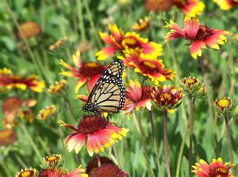 Florida Wild Flowers | Wild flowers, Beautiful nature, Garden and yard