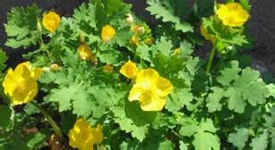 Celandine Poppy Flower Care - Wood Poppy