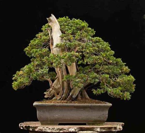 Yew Bonsai Tree - Bonsai Sanctum