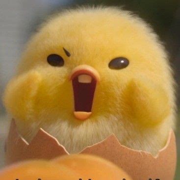 Piyo gudetama Cute Funny Pics, Cute Memes, Gudetama, Cartoon Profile Pics, Anime Reccomendations ...