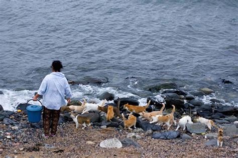 Tashirojima - Cat Island