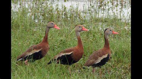 Commonly Encountered Ducks of Florida - YouTube