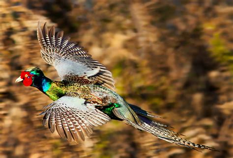 Species Of Japan - Blain Harasymiw Photography