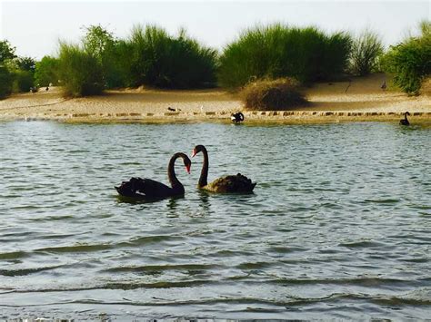 Al Qudra Lakes - Visiting Time, Location, Weather, Things to Do & Tips