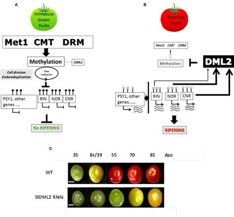 Frontiers | DNA Methylation and Chromatin Regulation during Fleshy ...