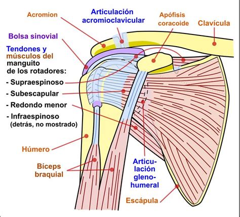 Blog sobre salud, el cuerpo humano, medicina, enfermería y fisioterapia. Incluye apunte ...